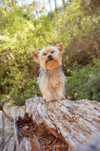 yorkshire terrier in the forest