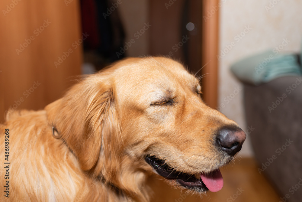 Sleepy Golden retriever dog sitting on the floor at home.golden labrador drowsy portrait.Closeup.Side view. Sleepy Golden retriever dog sitting on the floor at home.golden labrador drowsy portrait.Closeup.Side view.