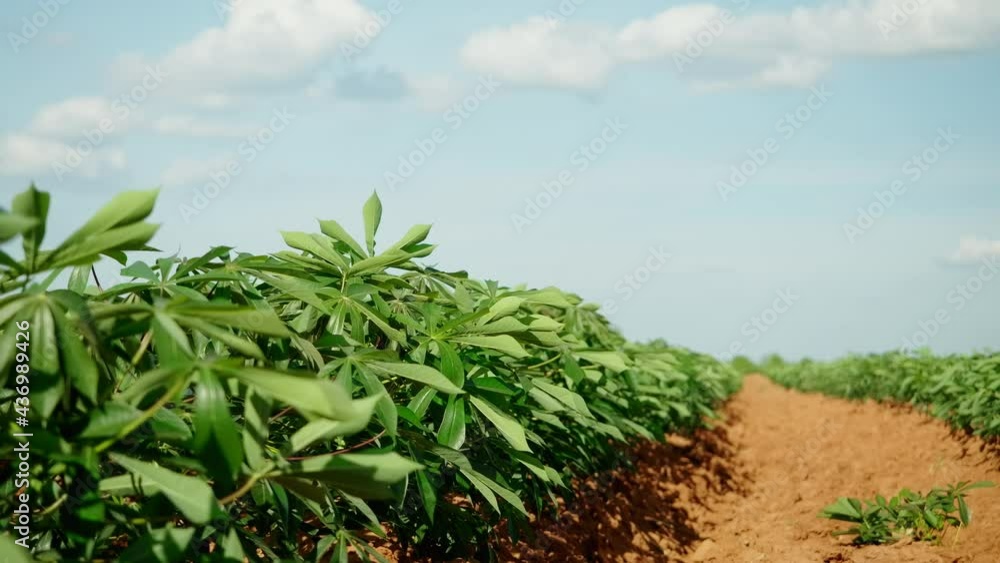 Green leaves cassava,agriculture plantation, Cassava farm Green leaves cassava,agriculture plantation, Cassava farm