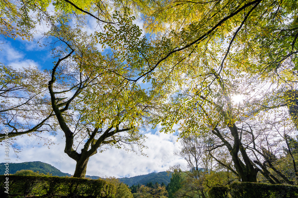 秋の樹木公園