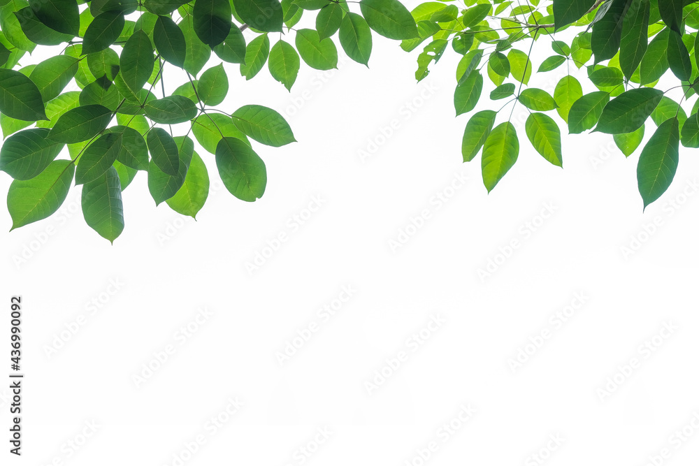Tree leaf frame on white background Tree leaf frame on white background