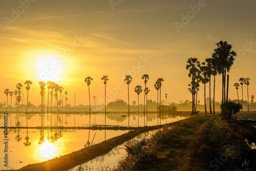 Sugar palm trees on the paddy field in sunrise, Pathum Thani Province, Thailand © subinpumsom