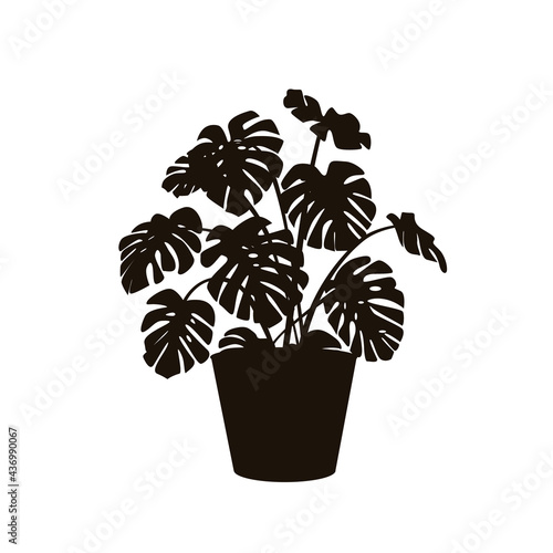 houseplant monstera deliciosa in a pot silhouette