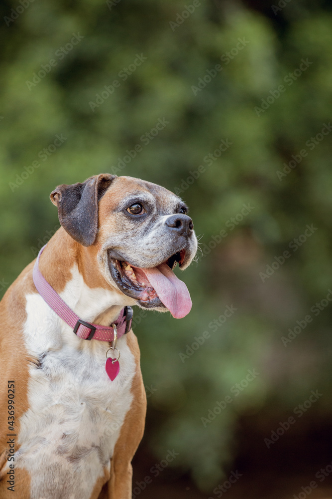 Old boxer dog in the forest