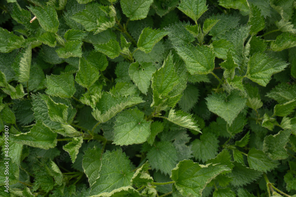 Background of green nettle leaves top view, background, nettle, leaves, nature, texture, green Background of green nettle leaves top view, background, nettle, leaves, nature, texture, green