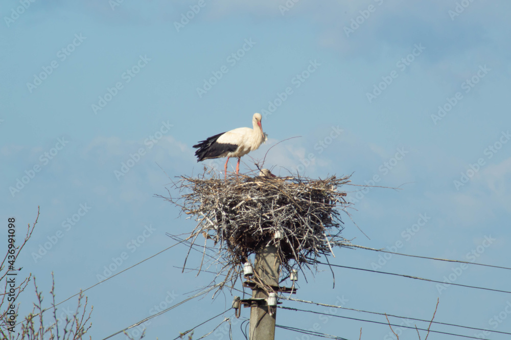 A stork standing in a large nest standing on a pole against a blue sky. Stork and little stork. A stork standing in a large nest standing on a pole against a blue sky. Stork and little stork.