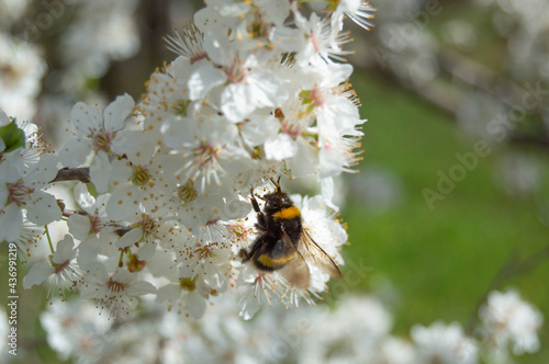 Close-up photo, Bee collects pollen on a branch of thick white cherry blossoms