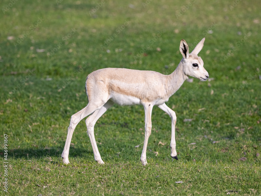 Young Sand Gazelle calf in wildlife conservation park, Abu Dhabi, United Arab Emirates Young Sand Gazelle calf in wildlife conservation park, Abu Dhabi, United Arab Emirates