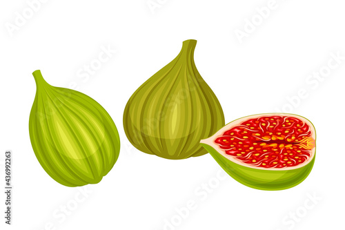 Unripe Common Fig or Ficus Plant Syconium Fruit with Numerous Seeds Vector Illustration