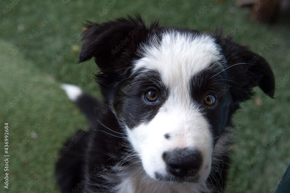 Portrait of a border collie puppy
