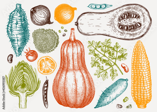 Hand-sketched vegetable collection in colors. Seasonal food ingredients - herbs, vegetables, mushrooms illustration. Healthy food vector 