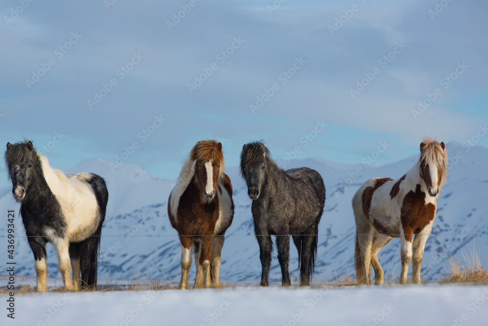 Obraz premium group of icelandic horses in the snow