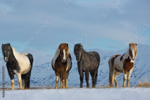 group of icelandic horses in the snow