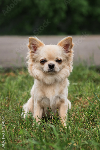 Miniature fluffy pocket purebred dog. Small breed dog show. Long haired Chihuahua of light color sits in park on green grass and poses.