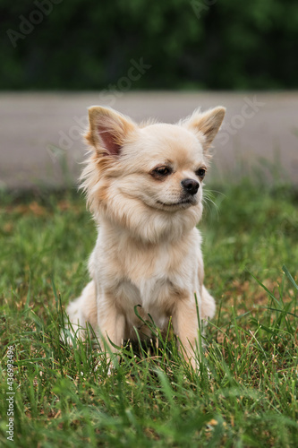 Miniature fluffy pocket purebred dog. Small breed dog show. Long haired Chihuahua of light color sits in park on green grass and poses.