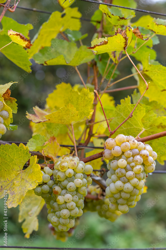 Grapes Riesling in autumn vineyard, Southern Moravia, Czech Republic Grapes Riesling in autumn vineyard, Southern Moravia, Czech Republic
