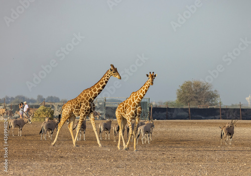 Herd of Giraffes in a wildlife conservation park, Abu Dhabi, United Arab Emirates