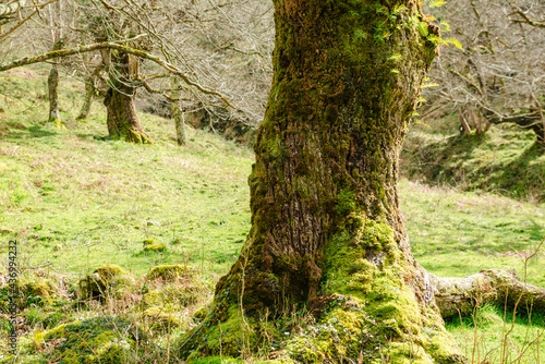 Mossy tree trunk among plants in forest photo