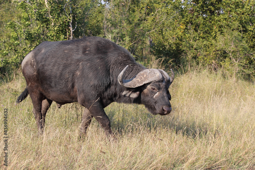 Kaffernbüffel / African buffalo / Syncerus caffer Kaffernbüffel / African buffalo / Syncerus caffer