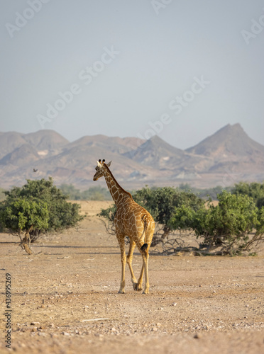 Herd of Giraffes in a wildlife conservation park  Abu Dhabi  United Arab Emirates