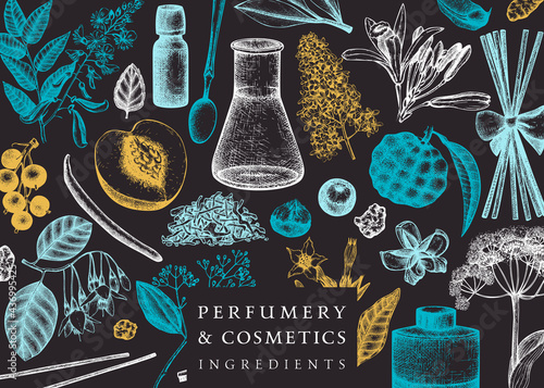 Vector background with fragrant fruits and flowers. Hand sketched perfumery and cosmetics ingredients illustration. Aromatic and medicinal plants banner design. 