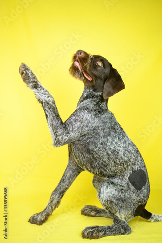 Adorable purebred dog with raised paw against yellow background photo