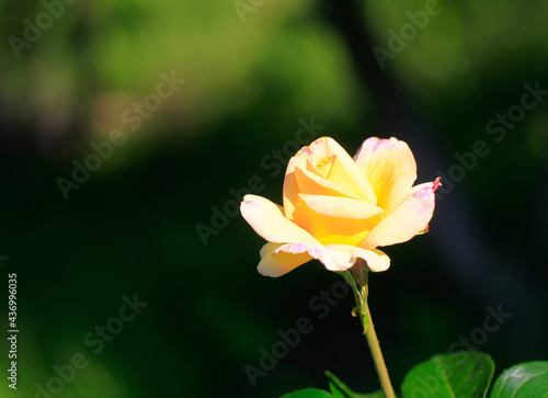 Art photo rose petals isolated on the natural blurred background. Rose flower Closeup. For design  texture  background. Nature.