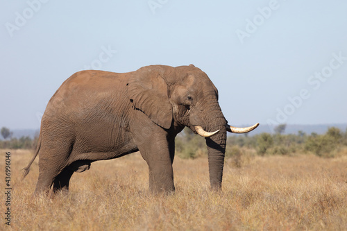 Afrikanischer Elefant / African elephant / Loxodonta africana