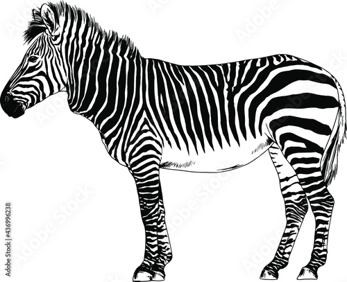 jumping striped African Zebra  hand-drawn in full- length