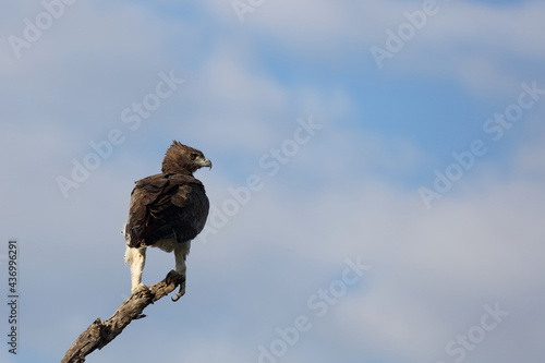 Kampfadler / Martial eagle / Polemaetus bellicosus photo