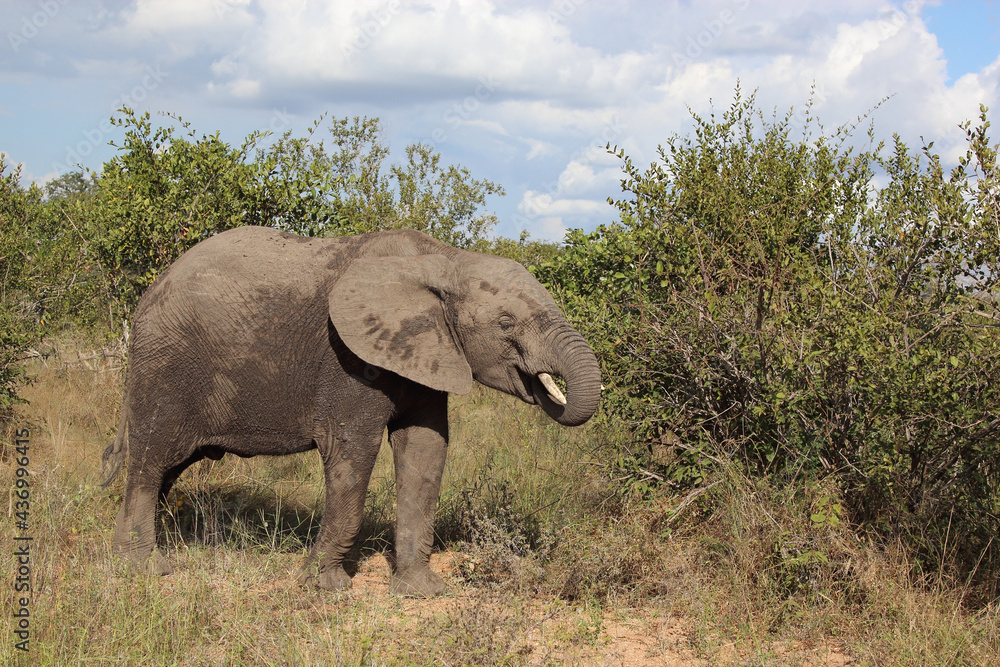 Fototapeta premium Afrikanischer Elefant / African elephant / Loxodonta africana..