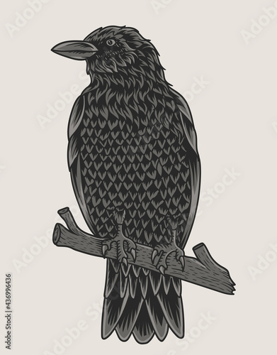 illustration crow bird on white background