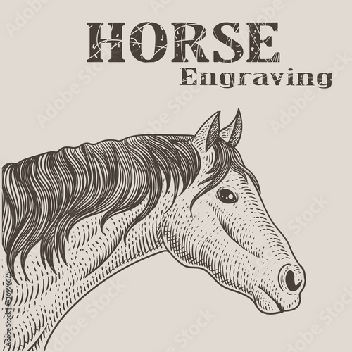 illustration horse head with engraving style