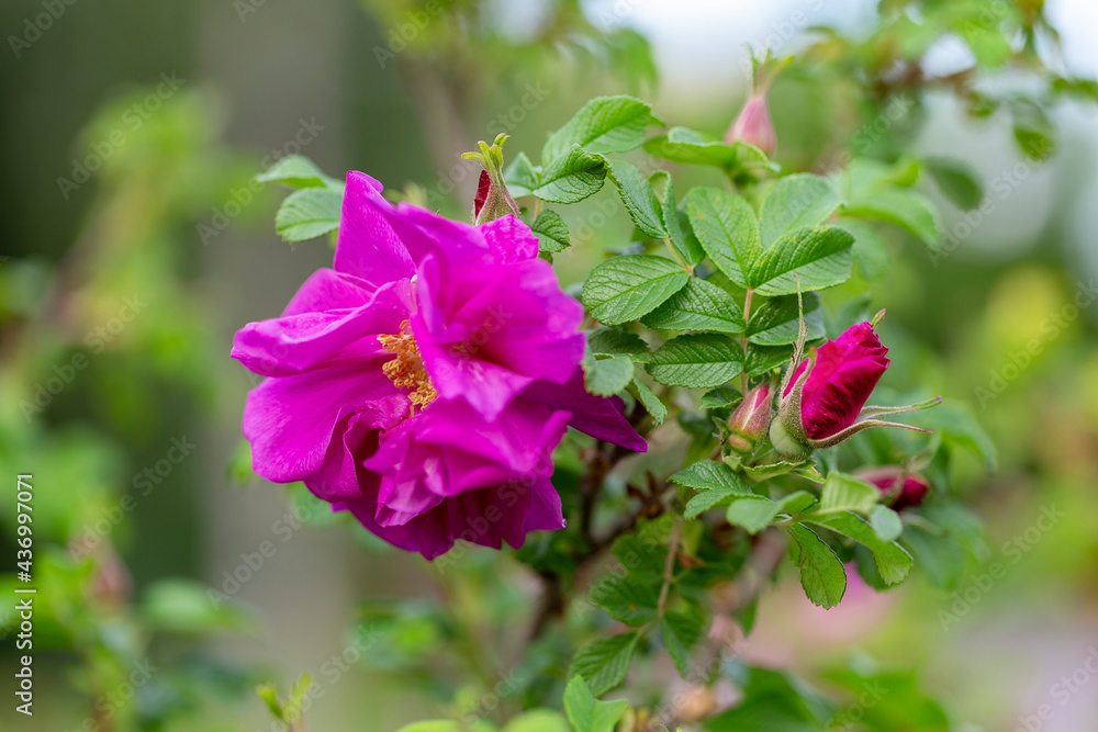 Blooming Rugosa Rose (Rosa rugosa) in a beautiful evening light. Beautiful flowers of blooming Rugosa Rose shrub on green background. Selective focus, closeup. Nature concept for green design. Blooming Rugosa Rose (Rosa rugosa) in a beautiful evening light. Beautiful flowers of blooming Rugosa Rose shrub on green background. Selective focus, closeup. Nature concept for green design.