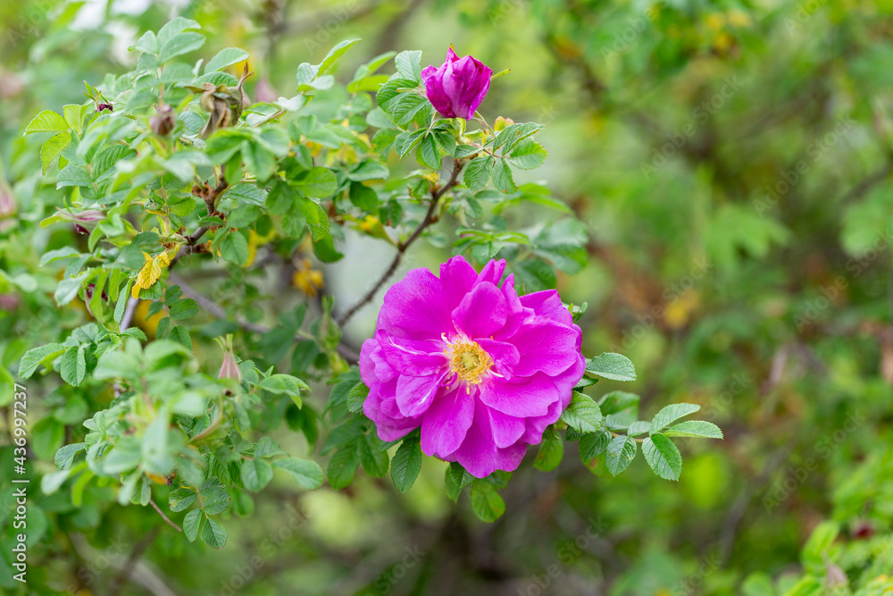 Obraz premium Blooming Rugosa Rose (Rosa rugosa) in a beautiful evening light. Beautiful flowers of blooming Rugosa Rose shrub on green background. Selective focus, closeup. Nature concept for green design.