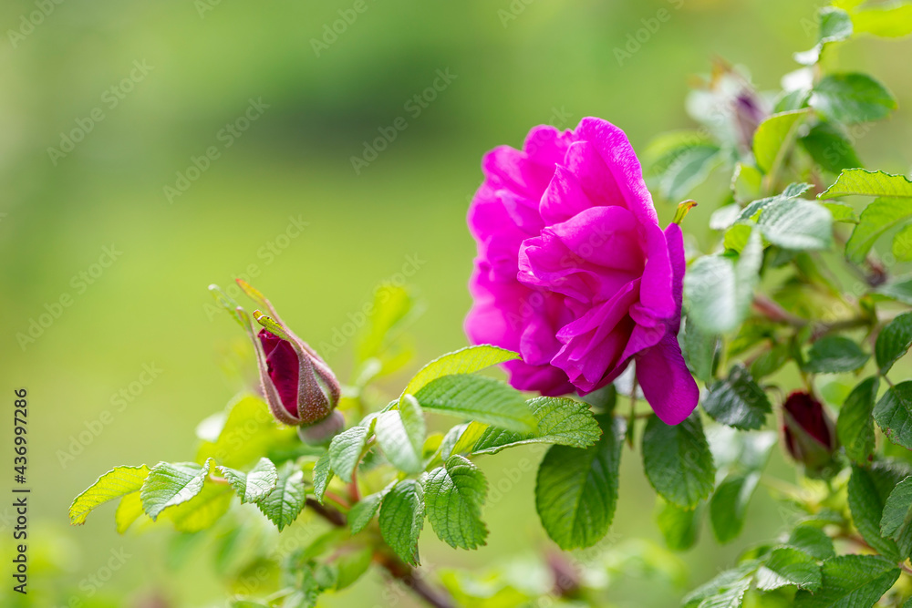 Blooming Rugosa Rose (Rosa rugosa) in a beautiful evening light. Beautiful flowers of blooming Rugosa Rose shrub on green background. Selective focus, closeup. Nature concept for green design.
