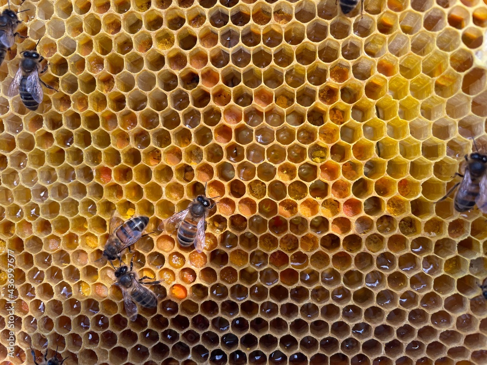 bees on honeycomb bees on honeycomb