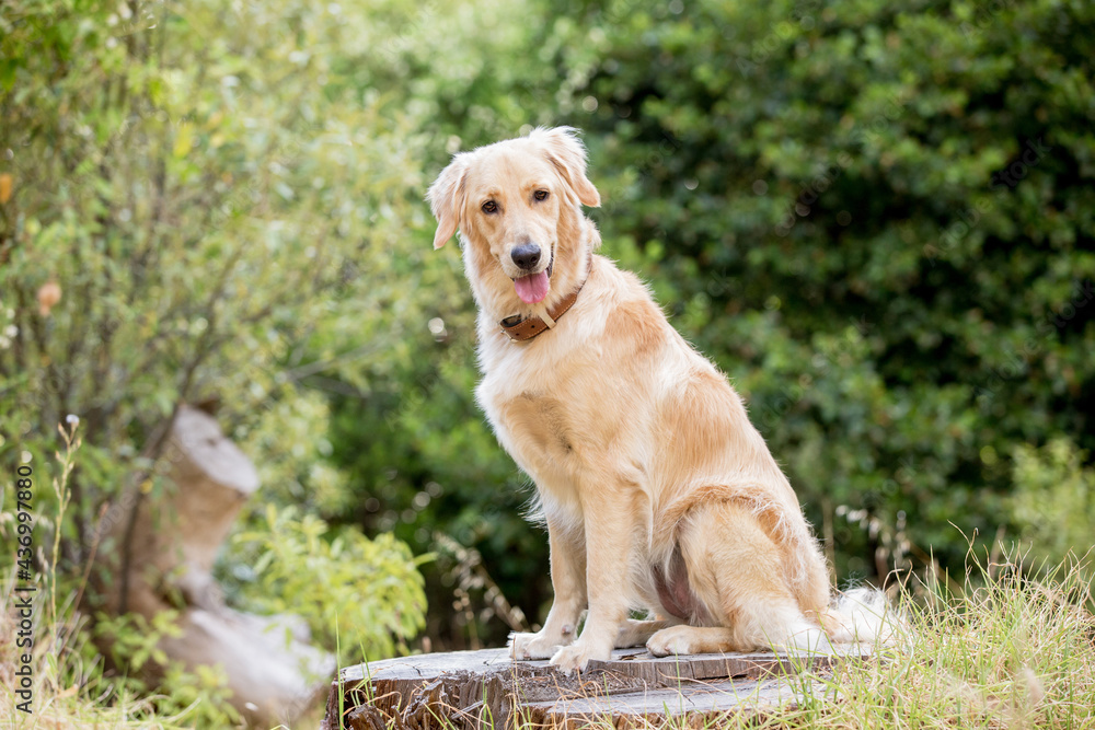 golden retriever on the grass