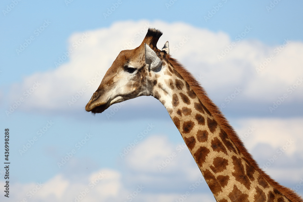 Giraffe / Giraffe / Giraffa camelopardalis Giraffe / Giraffe / Giraffa camelopardalis