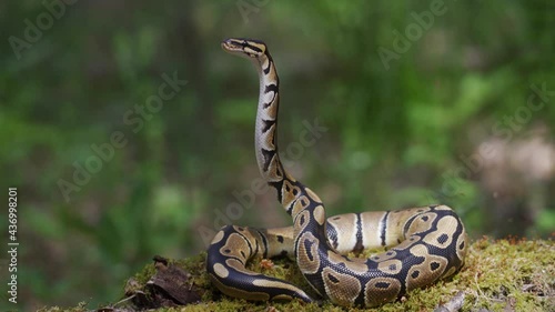 Snake raises its head well off the ground. photo