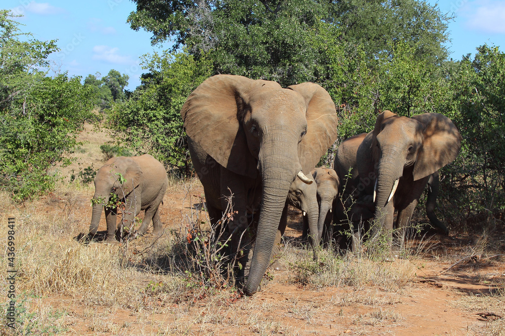 Afrikanischer Elefant / African elephant / Loxodonta africana... Afrikanischer Elefant / African elephant / Loxodonta africana...