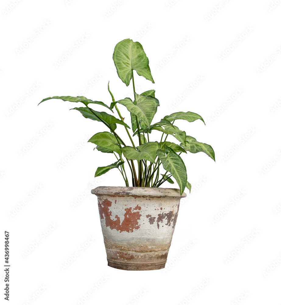 Fototapeta premium plant in a pot
