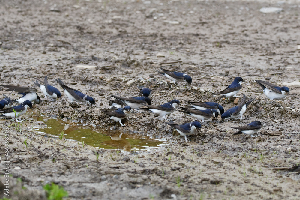 Obraz premium Mehlschwalben mit Nistmaterial 