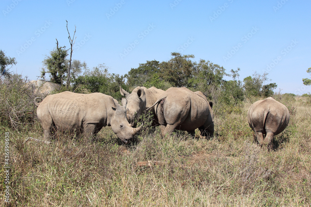 Breitmaulnashorn / Square-lipped rhinoceros / Ceratotherium Simum Breitmaulnashorn / Square-lipped rhinoceros / Ceratotherium Simum
