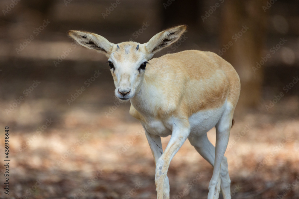 Young Sand Gazelle calf in wildlife conservation park, Abu Dhabi, United Arab Emirates Young Sand Gazelle calf in wildlife conservation park, Abu Dhabi, United Arab Emirates