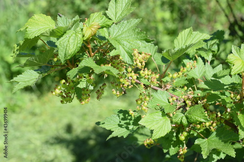 green berries on the bush, berry maturation