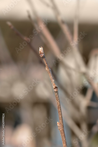 Oriental persimmon