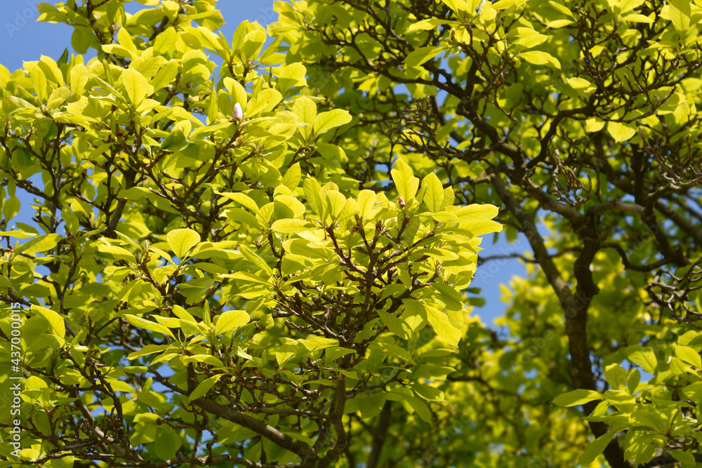 Magnolia tree Magnolia tree