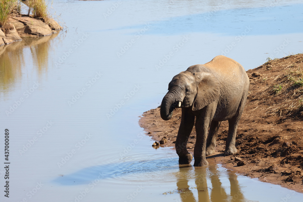 Fototapeta premium Afrikanischer Elefant am Mavatsani Wasserloch / African elephant at Mavatsani Waterhole / Loxodonta africana