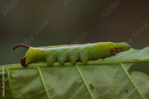 Unique Caterpillars on Nature Place